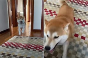 半年ぶりに飼い主さんと再会してヒートアップした柴犬！ヘリコプターのようにその場でぐるぐる回って全身で喜びを表現するのでした！！