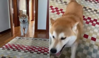 半年ぶりに飼い主さんと再会してヒートアップした柴犬！ヘリコプターのようにその場でぐるぐる回って全身で喜びを表現するのでした！！