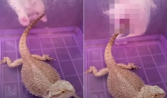 「一緒に遊ぼうよ～」猫がトカゲに構って欲しくてパシパシとケースをたたいて猛アピール！それに対してのリアクションは・・・