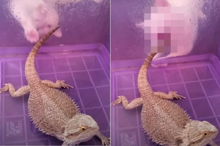 「一緒に遊ぼうよ～」猫がトカゲに構って欲しくてパシパシとケースをたたいて猛アピール！それに対してのリアクションは・・・