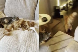何をそんなに急いでいるの？ソファでくつろいでいた猫たちがすさまじい勢いで飛び出したのでその後を追うと・・・、その理由が判明しました！