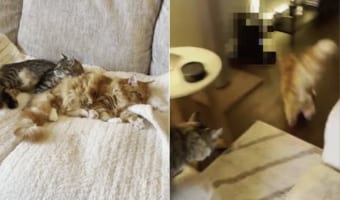 何をそんなに急いでいるの?ソファでくつろいでいた猫たちがすさまじい勢いで飛び出したのでその後を追うと・・・、その理由が判明しました!