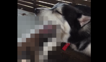 お腹いっぱいにならなかったのかな？食後にお昼寝中のハスキー、なんと眠りながら○○○○を食べようと齧りついていました！！