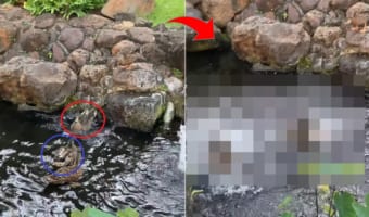 小さな池に飛び込んだ鴨。しかし、その先には先客がいて・・・、その後はすったもんだの大喧騒!