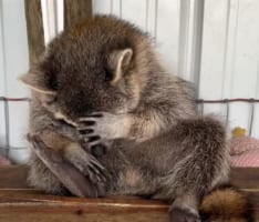 救助保護されたアライグマ。自分が野生動物だったことはすっかり忘れたようで、安心しきった無防備な寝姿を見せてくれました