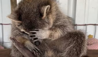 救助保護されたアライグマ。自分が野生動物だったことはすっかり忘れたようで、安心しきった無防備な寝姿を見せてくれました