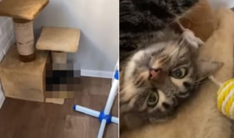 その体勢でぐっすり眠れるの？昼寝をする猫の寝相のクセが強い！！