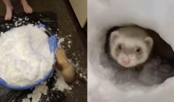 飼い主さんが用意した雪にテンション爆上がりのフェレット。タライに盛られた雪を掘って進んでご満悦そう！！