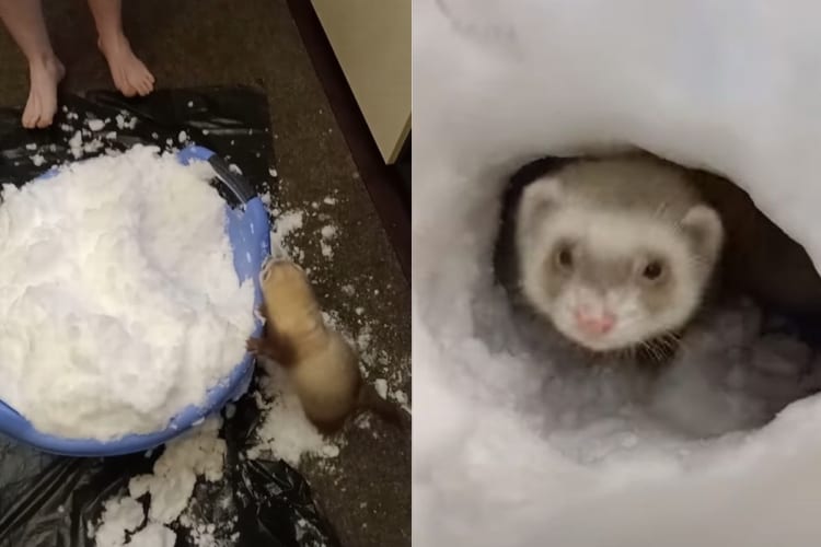 飼い主さんが用意した雪にテンション爆上がりのフェレット。タライに盛られた雪を掘って進んでご満悦そう！！