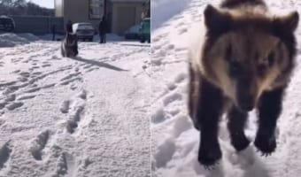 初めての雪に大興奮!雪の上ではしゃいでジャンプしているのは・・・かわいいクマの赤ちゃん!!