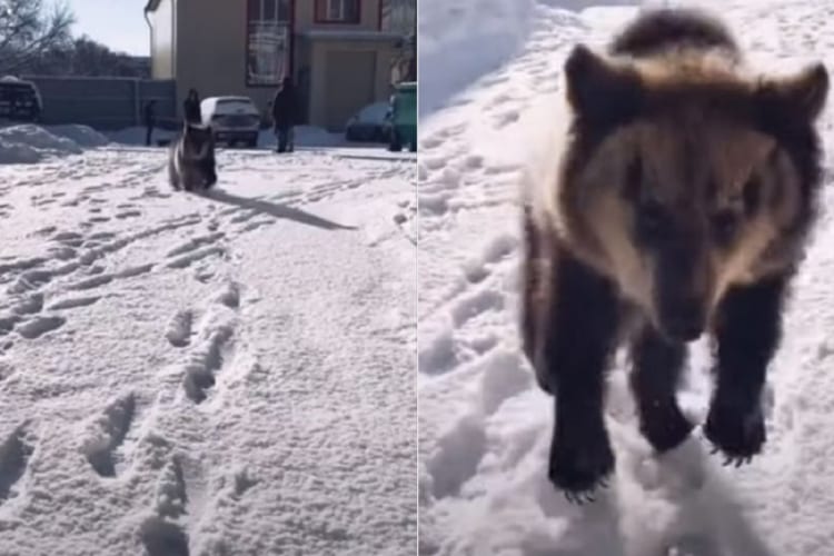 初めての雪に大興奮！雪の上ではしゃいでジャンプしているのは・・・かわいいクマの赤ちゃん！！