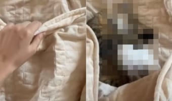 毛布をめくると広がっていた平和な世界にほっこり。猫がウサギを抱くようにして寝ていました