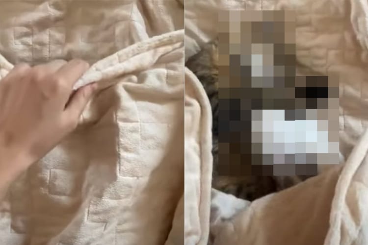 毛布をめくると広がっていた平和な世界にほっこり。猫がウサギを抱くようにして寝ていました