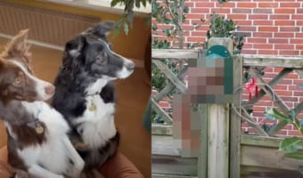 じっと動かず興味津々。2匹の犬の目を釘付けにしていた庭にあらわれたお客さんとは一体?!