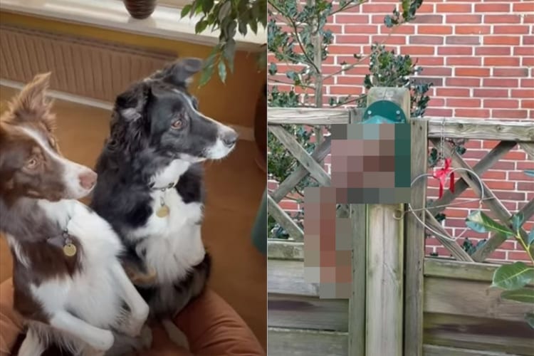 じっと動かず興味津々。2匹の犬の目を釘付けにしていた庭にあらわれたお客さんとは一体？！