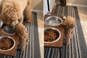 お姉ちゃんといっしょに水が飲みたい生まれたばかりのトイプードルの子犬。ちょっと高い位置にある水をなんとか飲もうと必死に背伸び！！