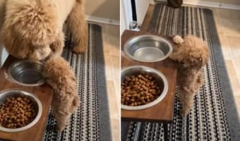 お姉ちゃんといっしょに水が飲みたい生まれたばかりのトイプードルの子犬。ちょっと高い位置にある水をなんとか飲もうと必死に背伸び!!