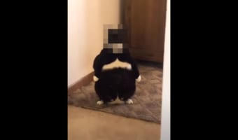 小さくてぽっちゃりした執事が指示を待っているみたい。猫なんだけど、その立ち姿が妙に人間っぽい!!