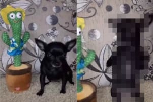 歌いながらダンスするサボテンのオモチャ。愛犬がその動きを真似しようとしたら・・・、すごいダンスになりました！！