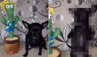 歌いながらダンスするサボテンのオモチャ。愛犬がその動きを真似しようとしたら・・・、すごいダンスになりました!!