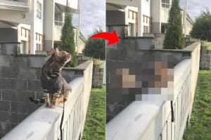 塀の上をお散歩中の猫。空を舞う鳥に気を取られ過ぎてしまい、ちょっとらしくないミスをしたのでした