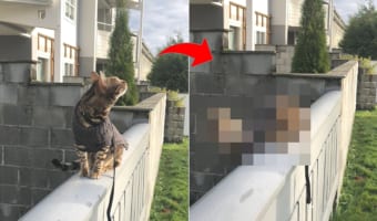 塀の上をお散歩中の猫。空を舞う鳥に気を取られ過ぎてしまい、ちょっとらしくないミスをしたのでした