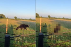 見てはいけないものを見てしまった・・・。柵の上を飄々と歩く猫の身にまさかのハプニングが！？