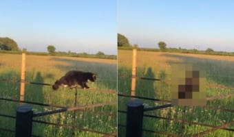 見てはいけないものを見てしまった・・・。柵の上を飄々と歩く猫の身にまさかのハプニングが!?