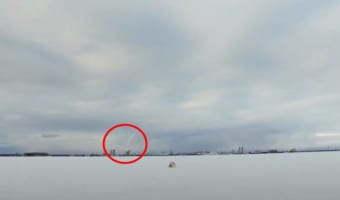 【奇跡的動画】シロフクロウを撮ろうと待ち構えていたら・・・、想像以上に凄い動画が撮れた!