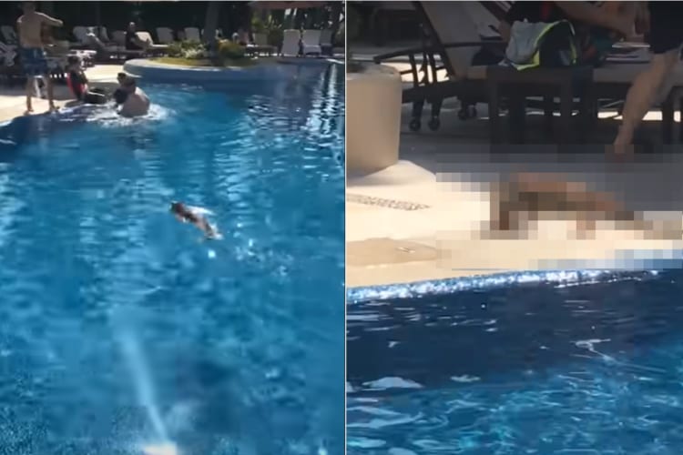 プールに怪獣があらわれた？！利用客を大パニックに陥れたその影の正体とは・・・！！