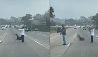 なんとビックリ！サンディエゴで道路を横断しようとするのは・・・、『水族館でも人気のあの生き物』だったのです！！