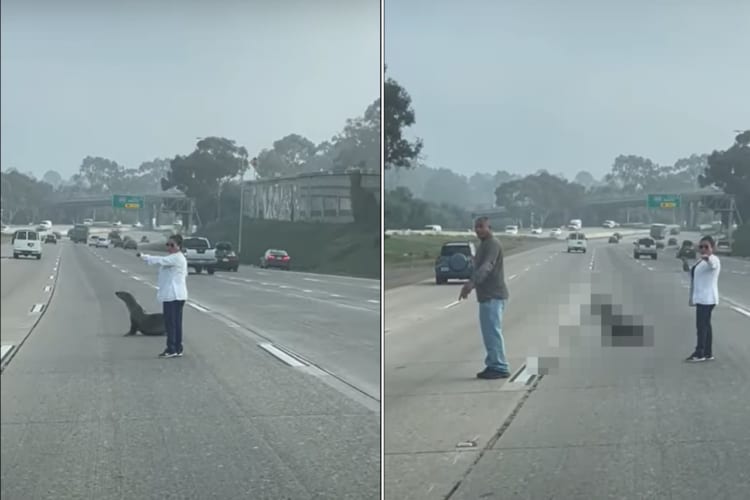 なんとビックリ！サンディエゴで道路を横断しようとするのは・・・、『水族館でも人気のあの生き物』だったのです！！