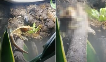 木の上で方向転換しようとしたヤモリ。ところがバランスを崩してしまい・・・、真っ逆様に落ちていってしまいました！！