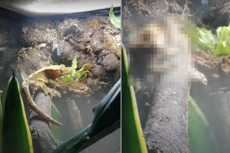 木の上で方向転換しようとしたヤモリ。ところがバランスを崩してしまい・・・、真っ逆様に落ちていってしまいました！！