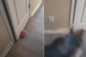 ドアの前にモノを置かれて部屋に閉じ込められてしまった女性。このとんでもないイタズラをしたのは・・・、なんとこのお宅の愛犬のジャーマンシェパードでした！