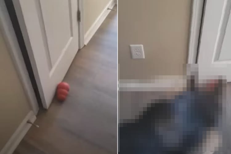 ドアの前にモノを置かれて部屋に閉じ込められてしまった女性。このとんでもないイタズラをしたのは・・・、なんとこのお宅の愛犬のジャーマンシェパードでした！