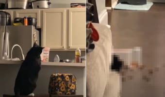 「おやつ食べたいニャ」テーブルの上におやつが入ったタッパーを見つけた猫。この後『大胆すぎる方法』でおやつをたくさん食べることに成功しました！