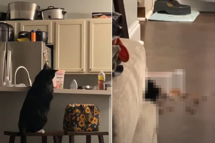 「おやつ食べたいニャ」テーブルの上におやつが入ったタッパーを見つけた猫。この後『大胆すぎる方法』でおやつをたくさん食べることに成功しました！