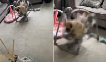 「赤ちゃんがいない今のうちに」赤ちゃんがママといる間にベビージャンパーを堪能中のパグ。ところが揺らしすぎて降りるに降りれなくなったようです