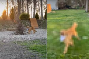 「これはいい枝だ」薪の山の中から最高の一本を見つけた犬。発掘に成功すると、一日中くわえて喜んでいました