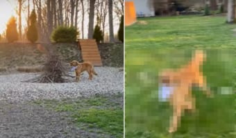 「これはいい枝だ」薪の山の中から最高の一本を見つけた犬。発掘に成功すると、一日中くわえて喜んでいました