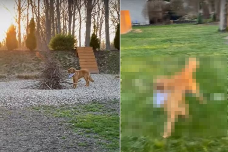 「これはいい枝だ」薪の山の中から最高の一本を見つけた犬。発掘に成功すると、一日中くわえて喜んでいました