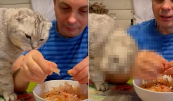 「そのエビ、美味しそうだね」エビの殻を剥く飼い主さんの手元にやってきた猫。わけてほしくて飼い主さんに頭をスリスリ、なんどもスリスリ!!