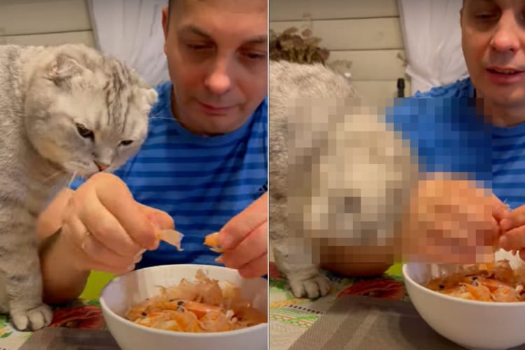 「そのエビ、美味しそうだね」エビの殻を剥く飼い主さんの手元にやってきた猫。わけてほしくて飼い主さんに頭をスリスリ、なんどもスリスリ！！