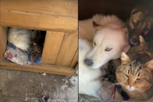 農場に設置されたキャビネット。その中を覗き込んでみたら・・・。『もふもふ』たちでみっちりになっていました！！