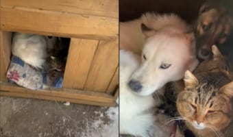 農場に設置されたキャビネット。その中を覗き込んでみたら・・・。『もふもふ』たちでみっちりになっていました!!