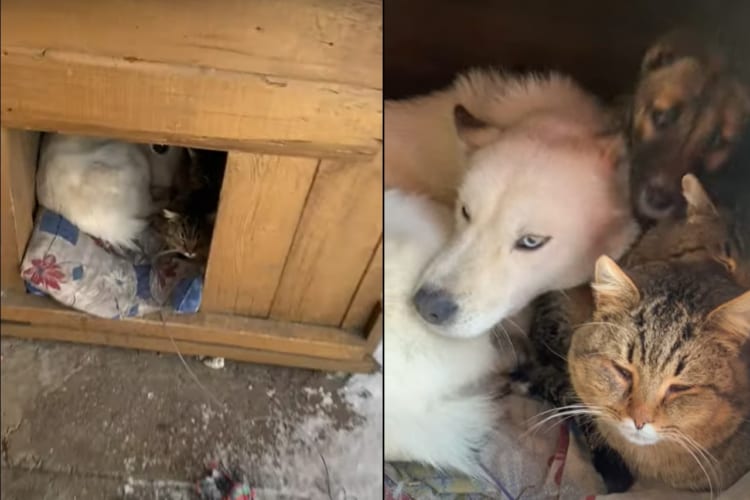 農場に設置されたキャビネット。その中を覗き込んでみたら・・・。『もふもふ』たちでみっちりになっていました！！