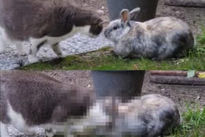 庭で鉢合わせた猫とウサギ。どうやらふたりは仲良しさんだったようで、おでことおでこをくっつけるかわいい挨拶をしていました