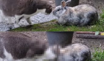 庭で鉢合わせた猫とウサギ。どうやらふたりは仲良しさんだったようで、おでことおでこをくっつけるかわいい挨拶をしていました