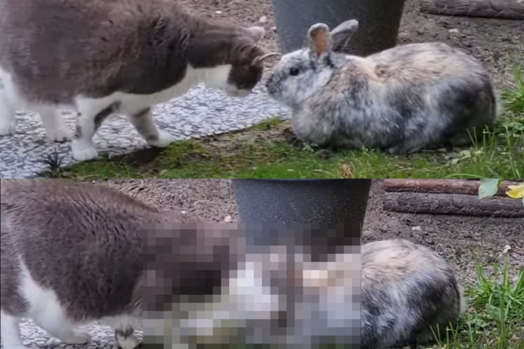 庭で鉢合わせた猫とウサギ。どうやらふたりは仲良しさんだったようで、おでことおでこをくっつけるかわいい挨拶をしていました